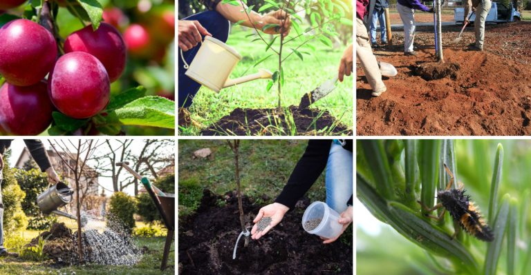 14 Beginner-Friendly Tips for Growing a Plum Tree in Your Yard