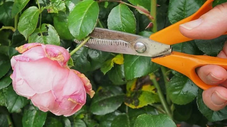 14 Clever Ways to Get More Blooms Without Planting Anything New