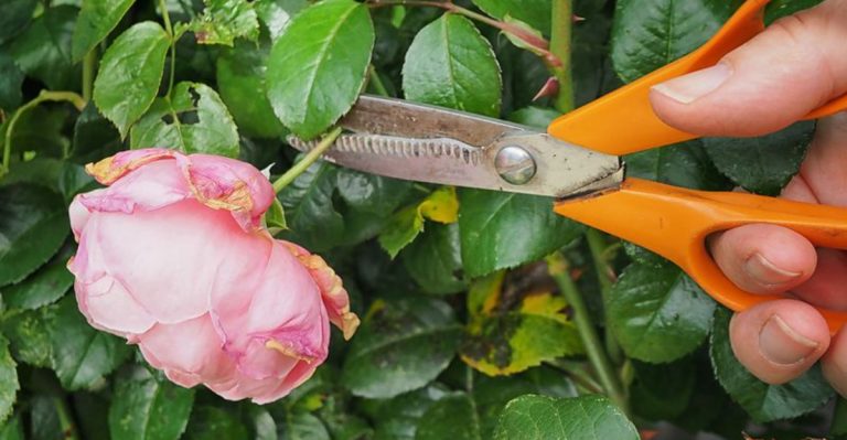 14 Clever Ways to Get More Blooms Without Planting Anything New