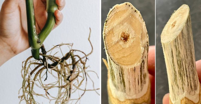 14 Common Butterfly Bush Problems And Diseases You Shouldn’t Ignore