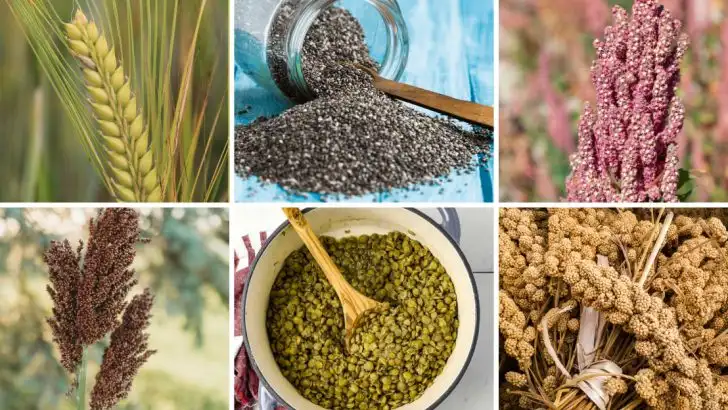 14 Crops That Were Cultivated by Ancient Civilizations—and Still Grow Well Today