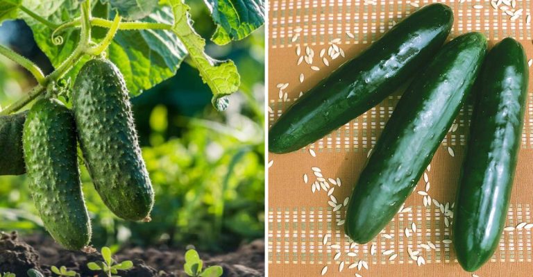 14 Cucumber Planting Mistakes That Can Ruin Your Harvest