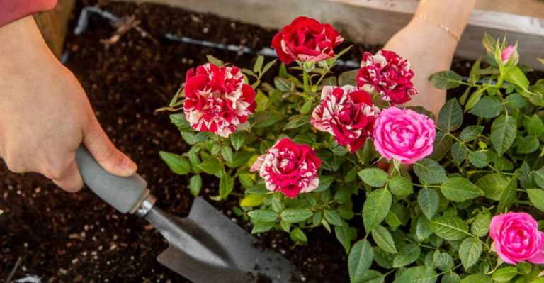 14 Essential Early Spring Care Tips to Keep Your Roses Thriving