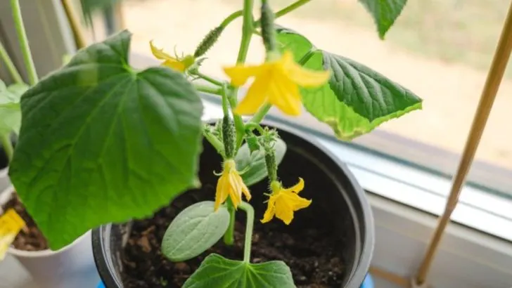 14 Essential Tips for Growing Cucumbers in Containers