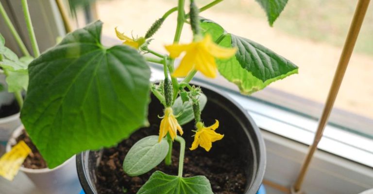 14 Essential Tips for Growing Cucumbers in Containers