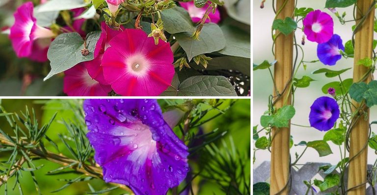14 Essential Tips for Growing Morning Glory That Blooms Like Crazy