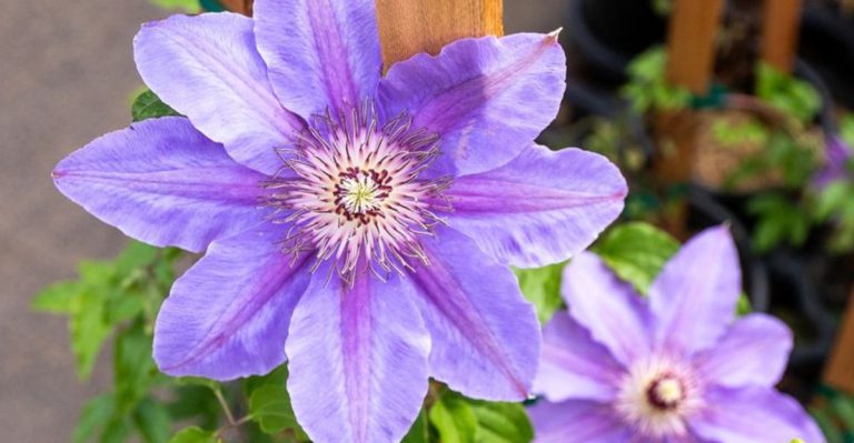14 Fast-Growing Climbing Plants to Cover Your Fence in No Time