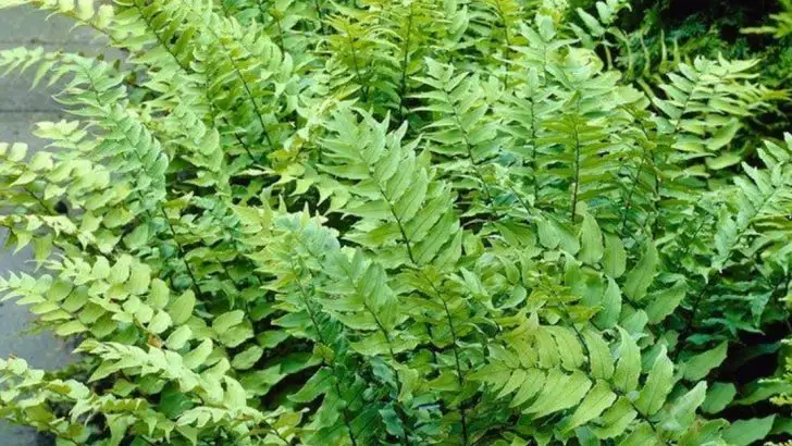 14 Fern Varieties That Stay Green All Year Without Extra Care