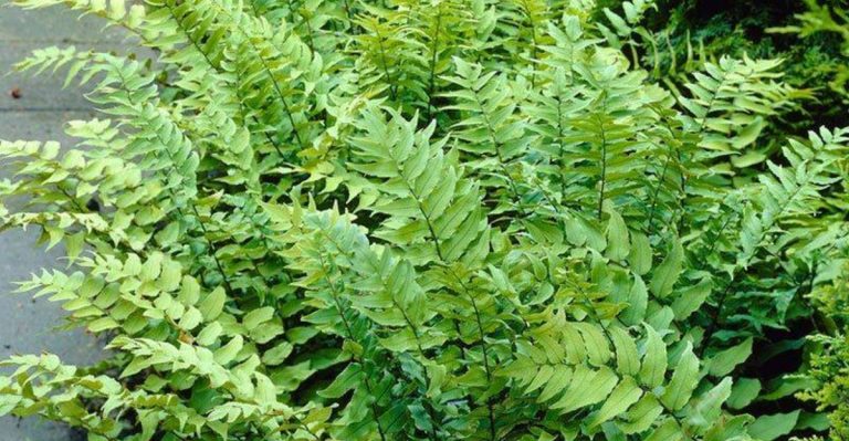 14 Fern Varieties That Stay Green All Year Without Extra Care