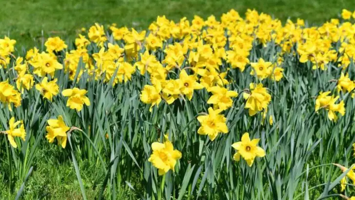 14 Ideas to Build a Monochrome Garden