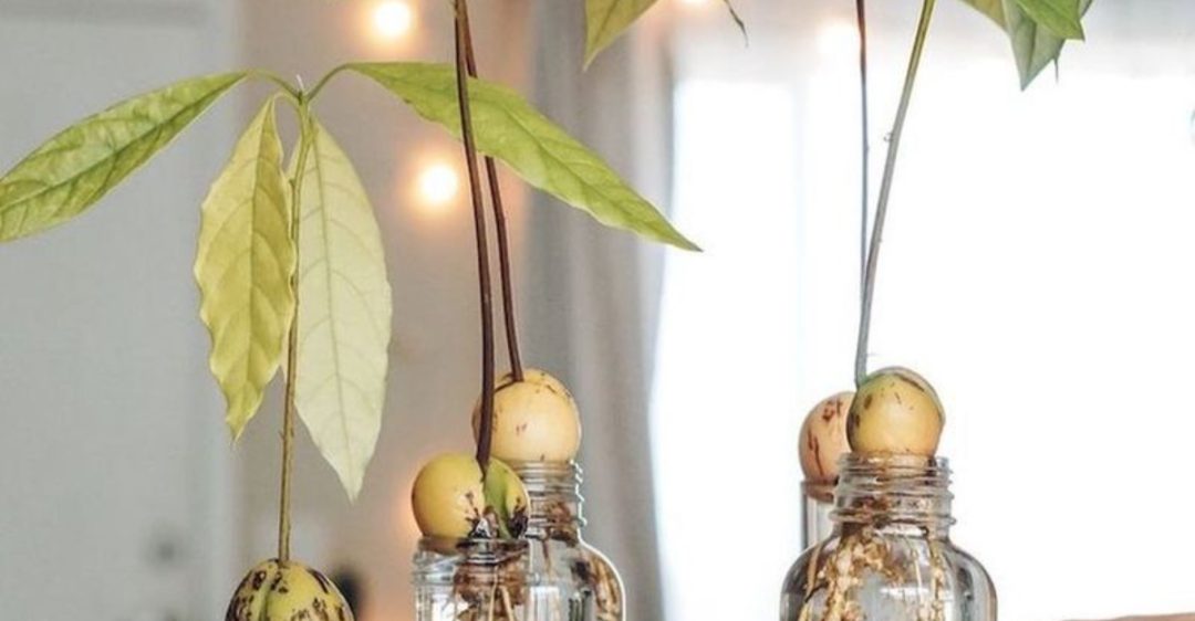 11 Must-Know Tips for Avocado Trees That Thrive Anywhere - Plantisima