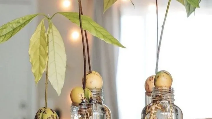 11 Must-Know Tips for Avocado Trees That Thrive Anywhere