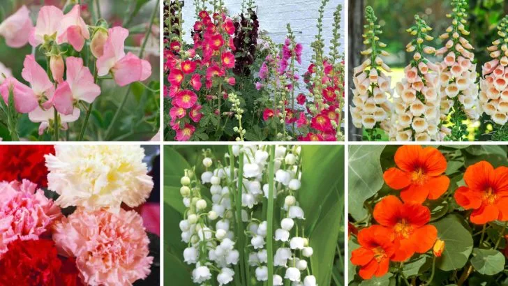 14 Old-Fashioned Flowers That Deserve a Comeback