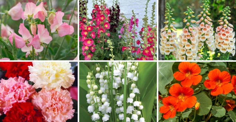 14 Old-Fashioned Flowers That Deserve a Comeback