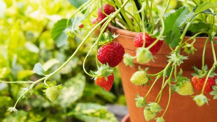 14 Perfect Companion Plants to Grow Alongside Your Blueberries