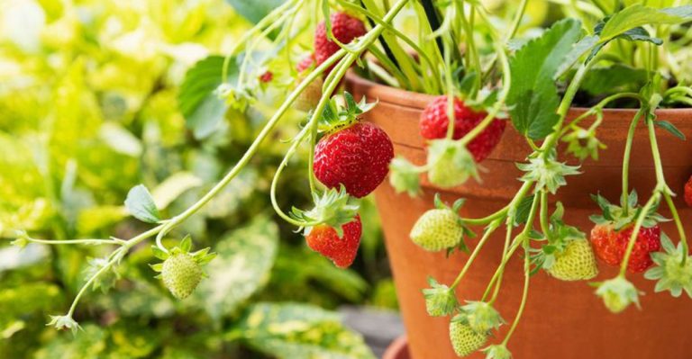 14 Perfect Companion Plants to Grow Alongside Your Blueberries