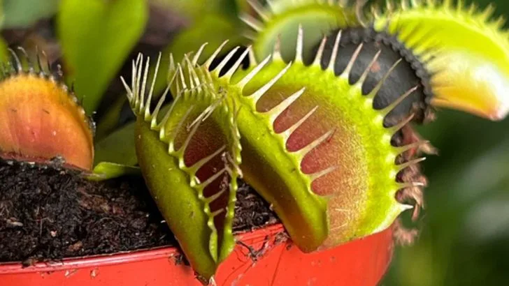14 Plants That Actually Respond to Sound, Touch, or Vibration