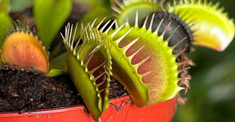 14 Plants That Actually Respond to Sound, Touch, or Vibration