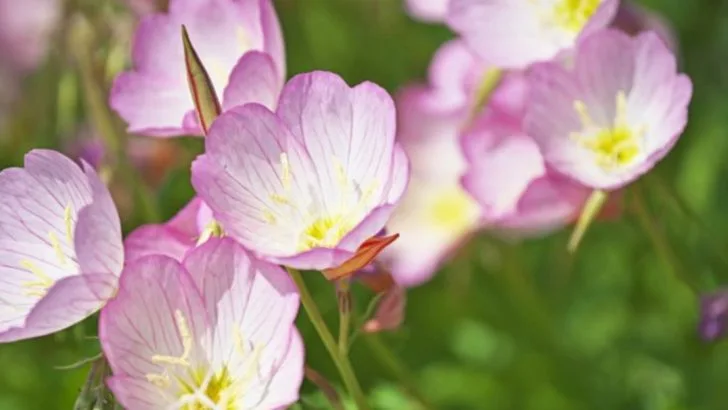 14 Plants That Attract Fireflies (Not Just Pollinators)