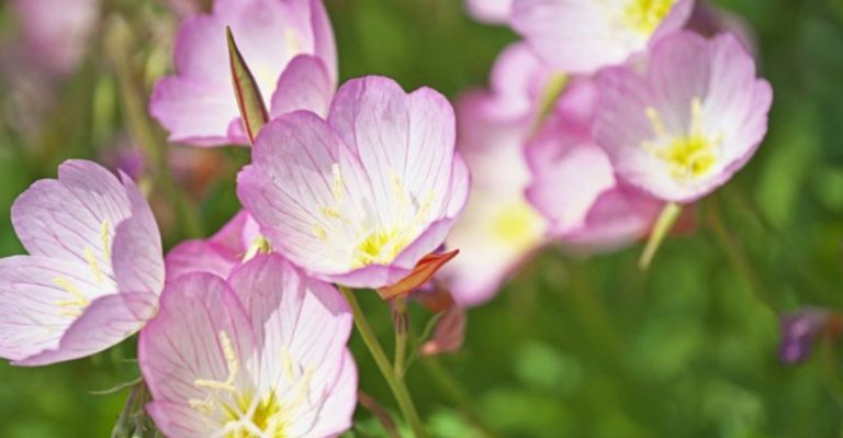 14 Plants That Attract Fireflies (Not Just Pollinators)