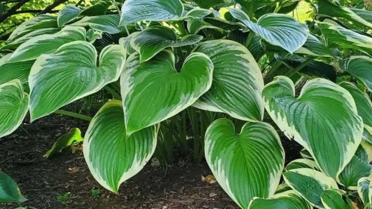 14 Plants That Love Clay Soil and Will Thrive There