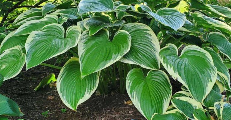 14 Plants That Love Clay Soil and Will Thrive There