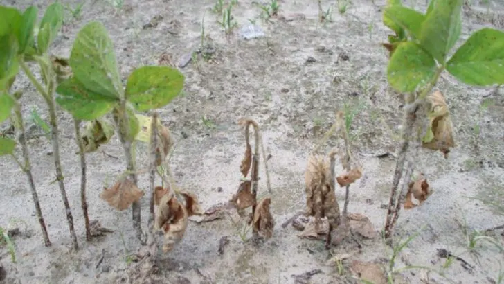 14 Signs Your Garden Soil Might Be Hiding a Bigger Problem