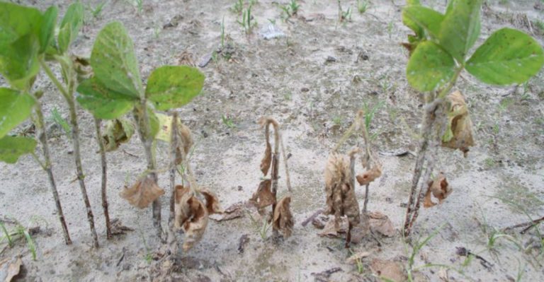 14 Signs Your Garden Soil Might Be Hiding a Bigger Problem