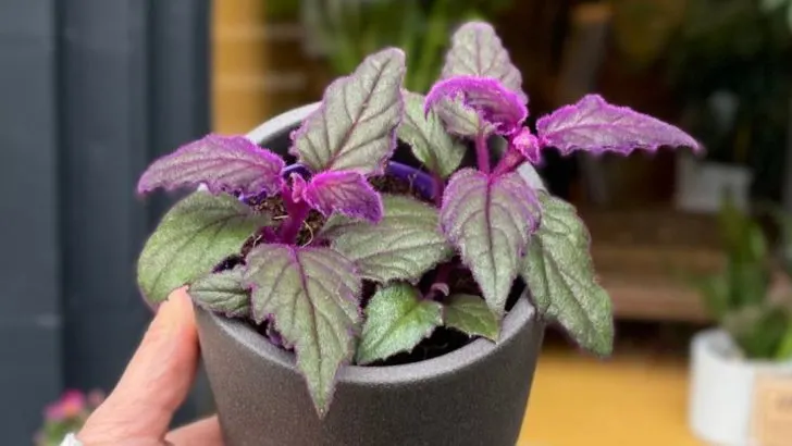 14 Things You Need to Know Before Growing a Purple Passion Plant