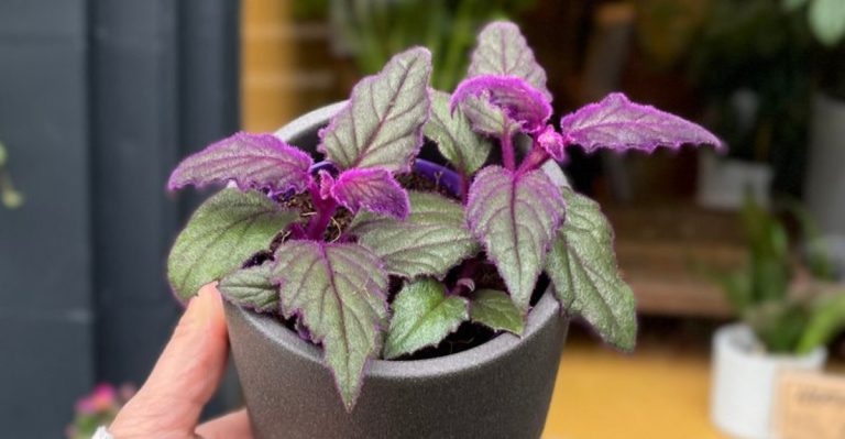 14 Things You Need to Know Before Growing a Purple Passion Plant