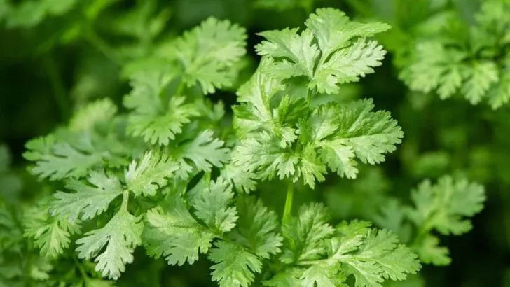 14 Tips for Growing Cilantro Without Soil (Yes, It’s Possible)