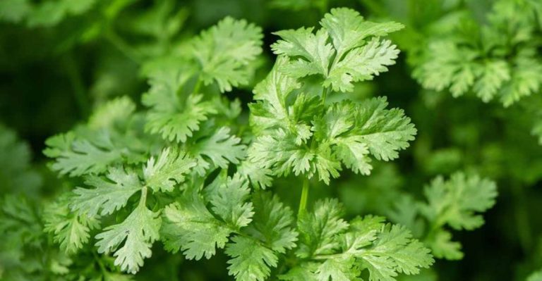 14 Tips for Growing Cilantro Without Soil (Yes, It’s Possible)