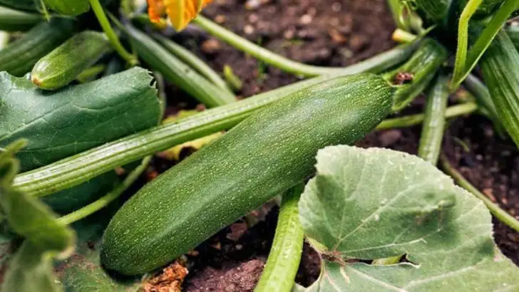 14 Tips To Get Huge Zucchini Harvests In Summer