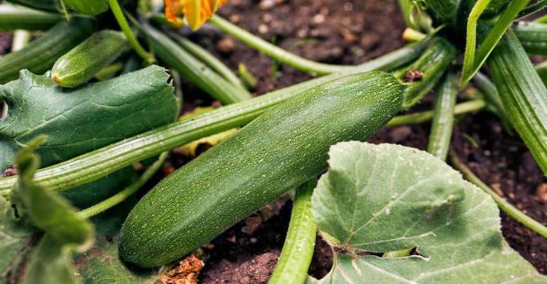 14 Tips To Get Huge Zucchini Harvests In Summer
