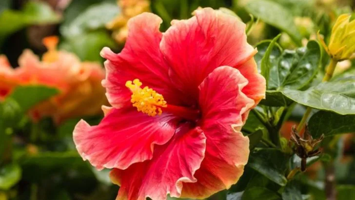 14 Tropical Plants With Fiery Red Flowers You’ll Want to Grow
