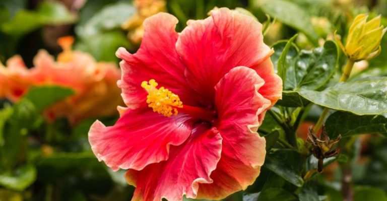 14 Tropical Plants With Fiery Red Flowers You’ll Want to Grow