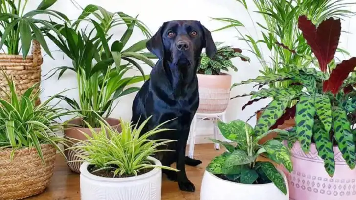 14 Ways to Keep Your Pets and Plants Happy Together
