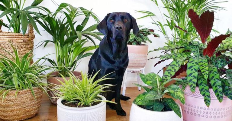 14 Ways to Keep Your Pets and Plants Happy Together