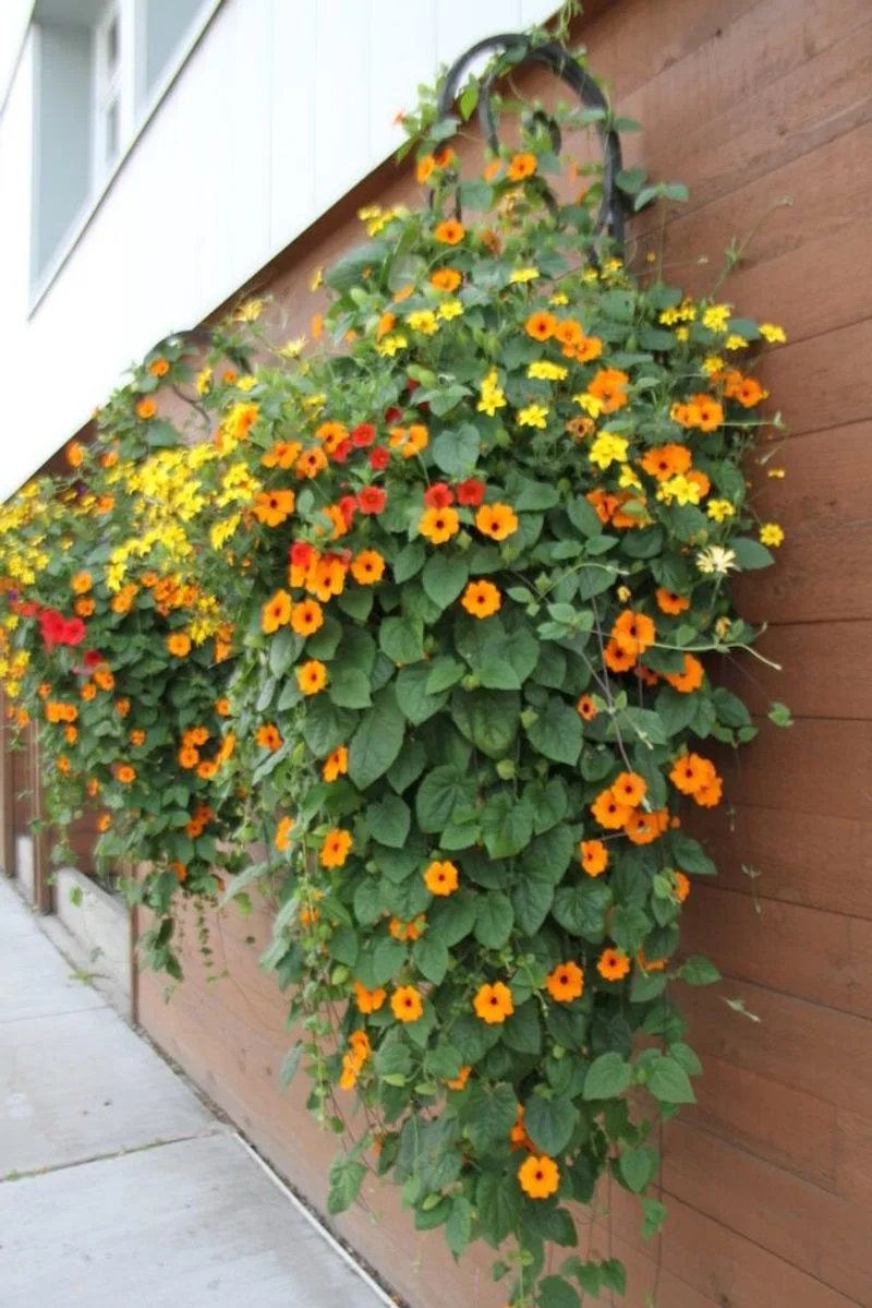 15. Nasturtiums