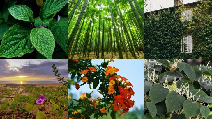 15 Backyard Plants That Outgrow Their Space Before Summer Hits