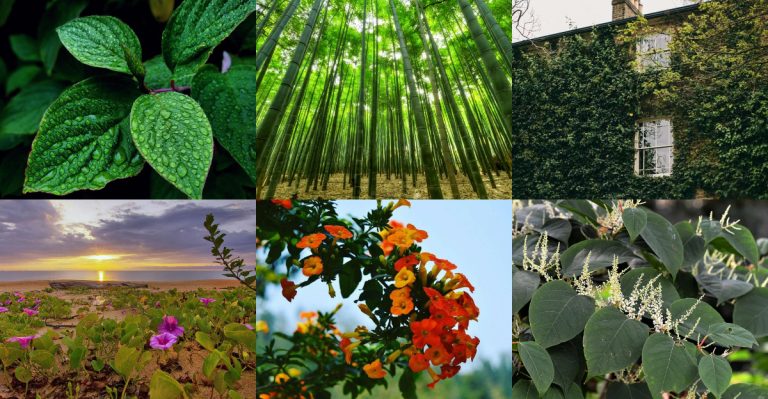 15 Backyard Plants That Outgrow Their Space Before Summer Hits