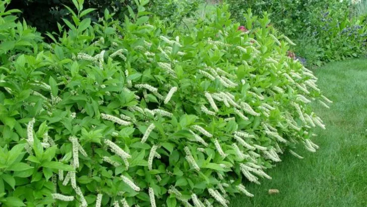 15 Best Shrubs for Rainy and Flood-Prone Midwest Backyards