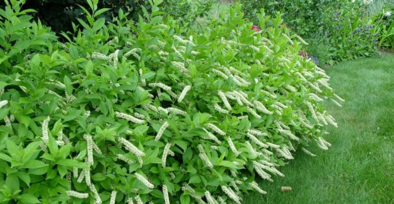 15 Best Shrubs for Rainy and Flood-Prone Midwest Backyards
