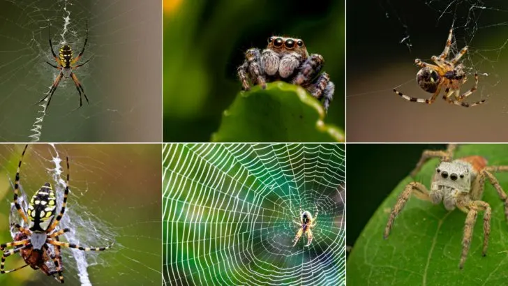 15 Common Myths About Spiders and Why They’re Good for Your Garden