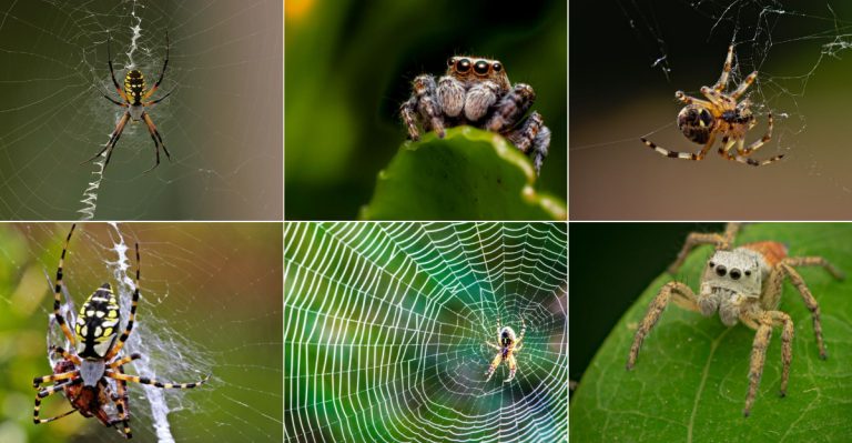 15 Common Myths About Spiders and Why They’re Good for Your Garden