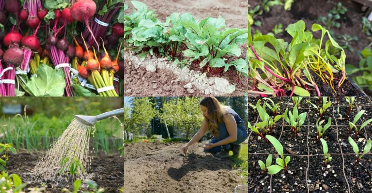15 Foolproof Tips for Growing Beets From Seeds to Harvest at Home