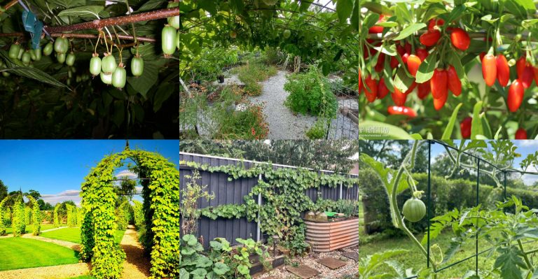 15 Fruits You Can Grow Vertically (That Most Gardeners Don’t Think Of)