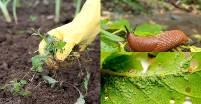 15 Garden Problems You Can Still Fix in Late April Before They Get Worse