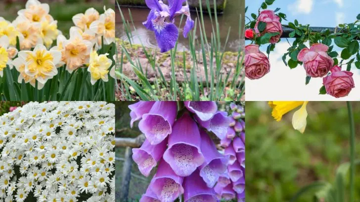 15 Perennials That Only Bloom When Grown Upside Down