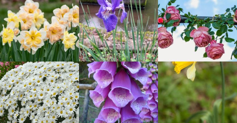 15 Perennials That Only Bloom When Grown Upside Down